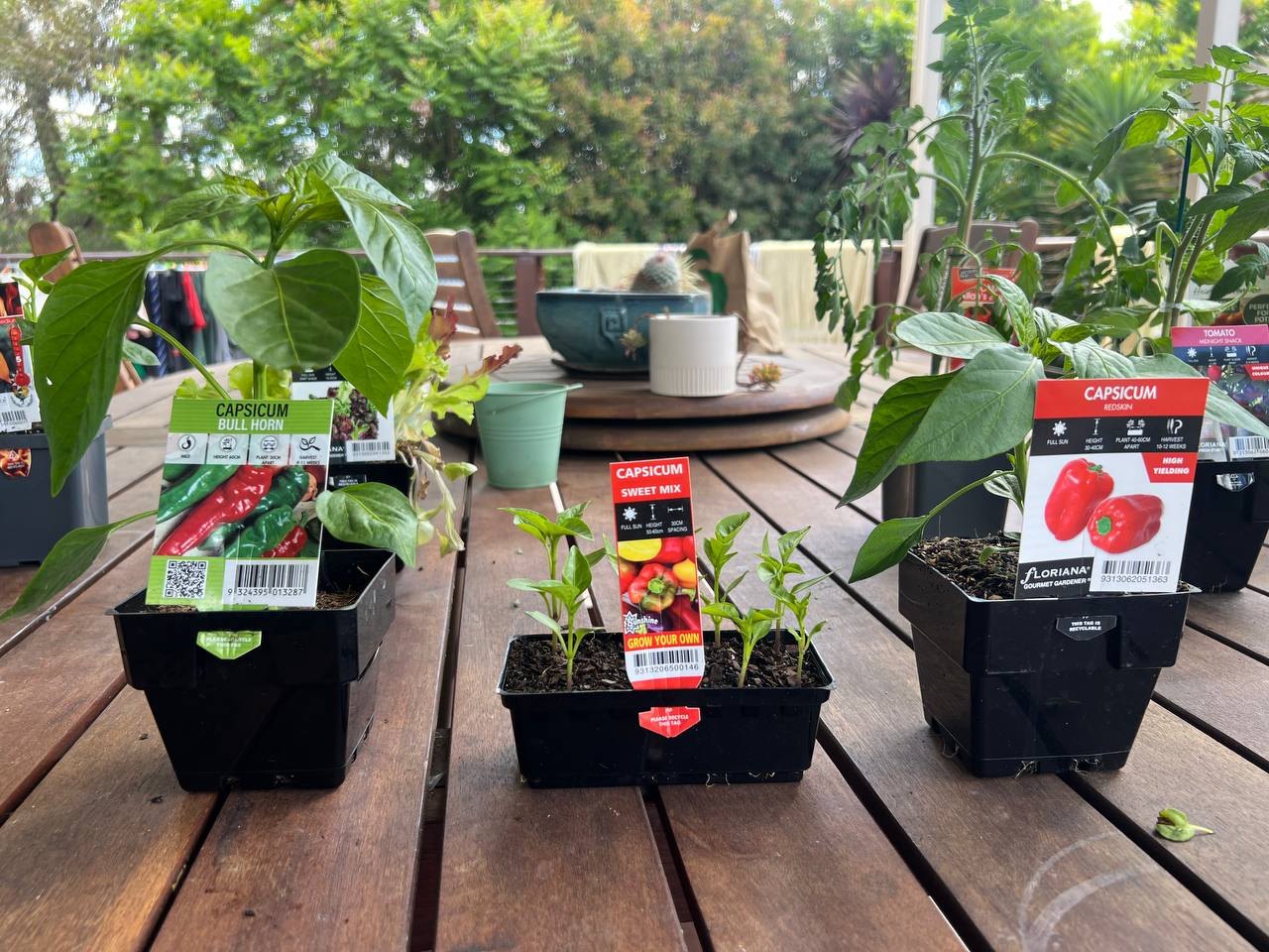 Capsicum seedlings in punnets: Bull Horn, Sweet Mix, and Redskin