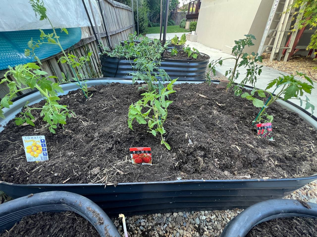 The second tomato bed, with the packets from the seedlings marking the varieties